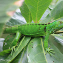 Green Iguana