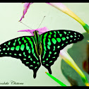 Tailed Jay