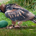 Black-breasted Buzzard