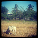 Brahman