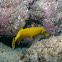 Trumpetfish