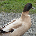 Buff orpington duck