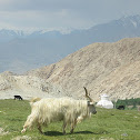 Cashmere goat