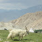 Cashmere goat