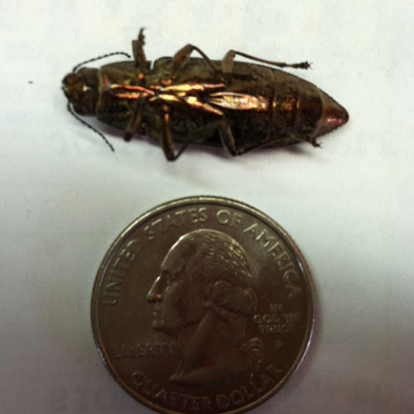 Spotting Image 1
