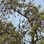 Lyle's Flying Fox