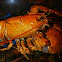 lobster