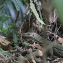Clouded Monitor