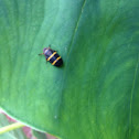 Two-lined Spittlebug