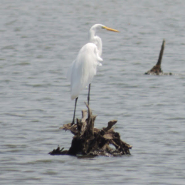 Great Egret Project Noah