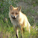 Red Fox