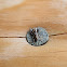 Jumping Spider