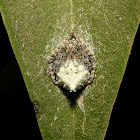 Laglaise's Garden Spider