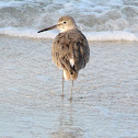 Willet