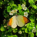 Great Orange Tip