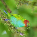 Tangara cabeciroja