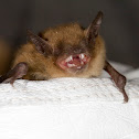 Arizona myotis