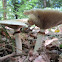 mushroom