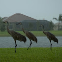 Sandhill Crane