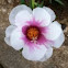 Portulaca
