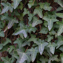English Ivy