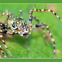 Lynx spider