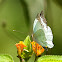 Mountain White