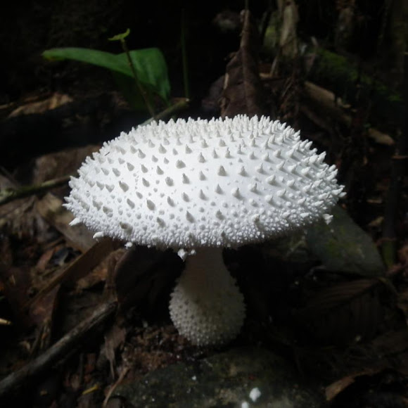 Spotting Image 1