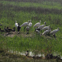 Eurasian Spoonbills