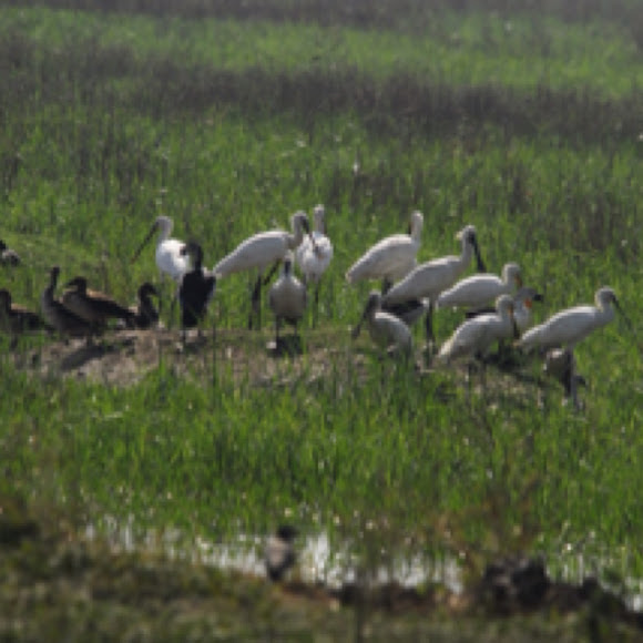 Spotting Image 1