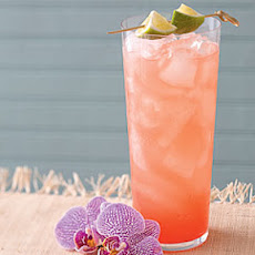 Royal Orchid