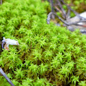 moss