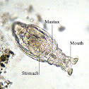 Rotifer (Labeled)