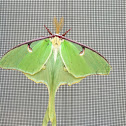 Luna moth