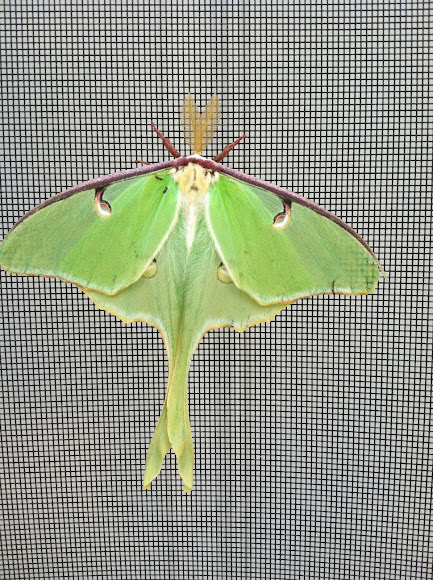 Spotting Image 1