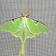 Luna moth
