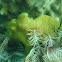 Frogfish