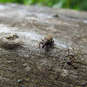 Unknown spotting