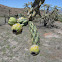 Cholla