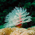 Magnificent Tube Worm