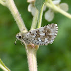 White checkered / Common checkered skipper