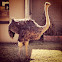 Ostrich