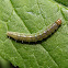 Conifer Saw fly Caterpillar