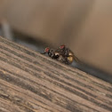 Green bottle flies