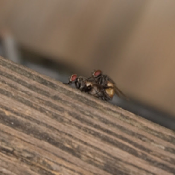 Spotting Image 1