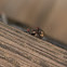 Green bottle flies