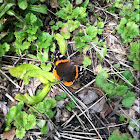 Red Admiral