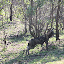African Wild Dog