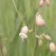 Bladder campion