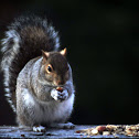 eastern gray squirrel
